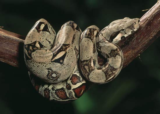 Constrictor Boa Snake