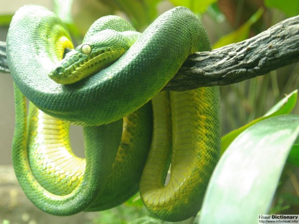Emerald tree Boa