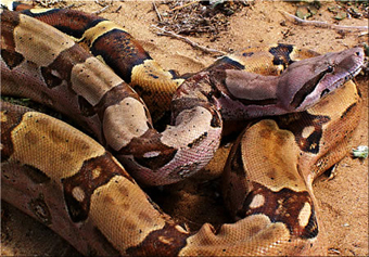 Constrictor Boa