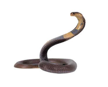 King Cobra