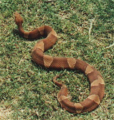Copperhead