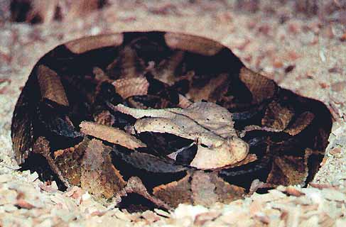 East African Gaboon Viper