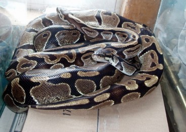 Python Snake