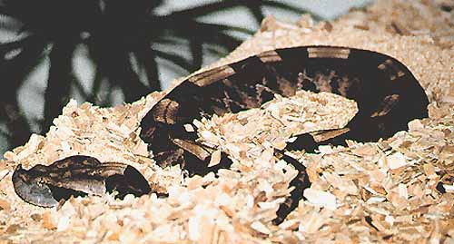 West African Gaboon Viper