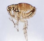 Yersinia pestis Vector Flea