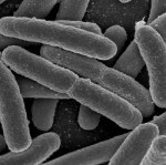 Escherichia coli