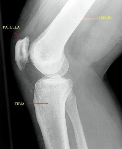 Knee Joint